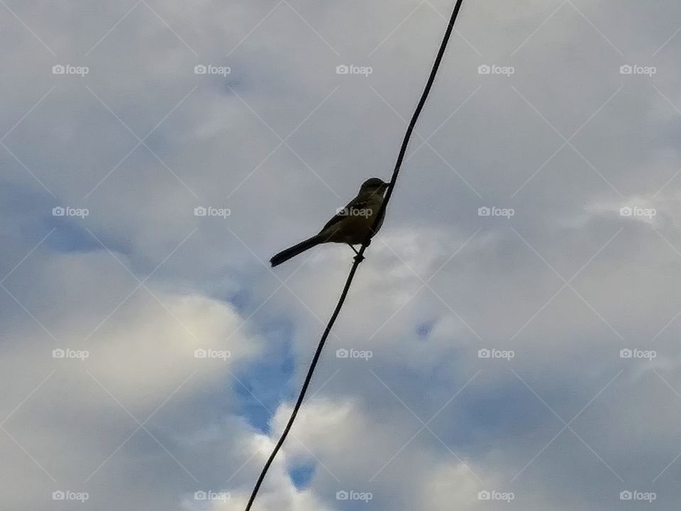 bird on a power line