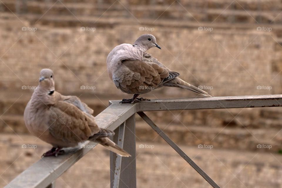 Pigeon in the Roman Théâtre of Tarragona