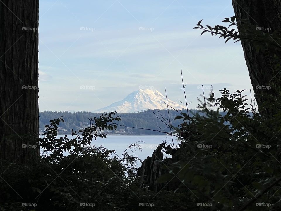 Nature perfectly frames Mount Rainier 