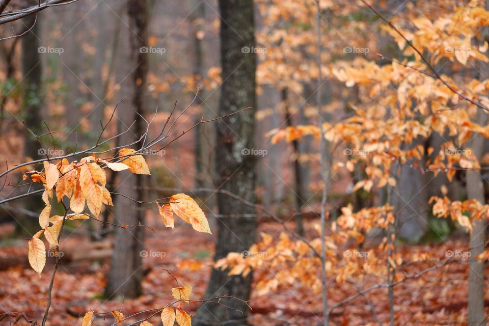 the forest in winter