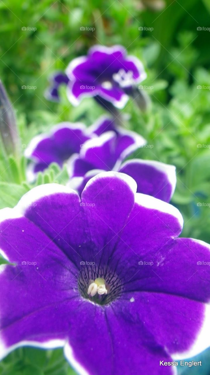 Purple Petunias in a Row
