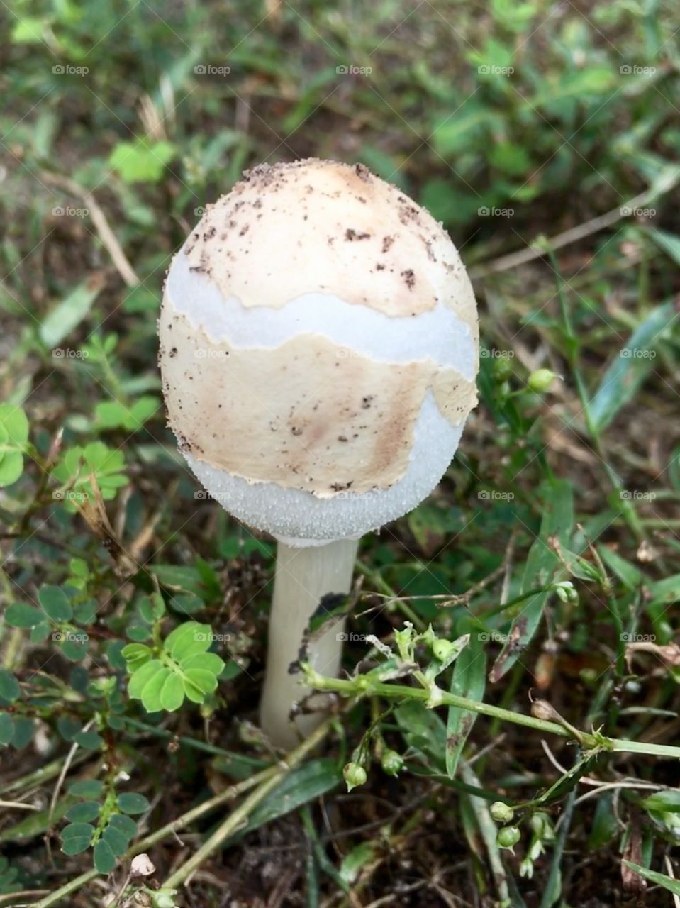 Egg shaped mushroom 🍄