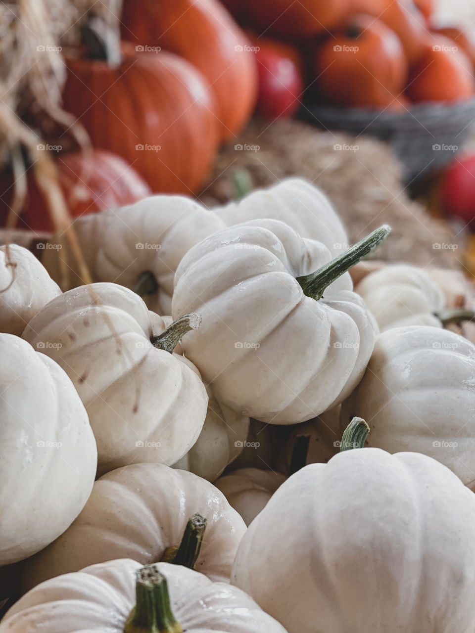 Pumpkin farm