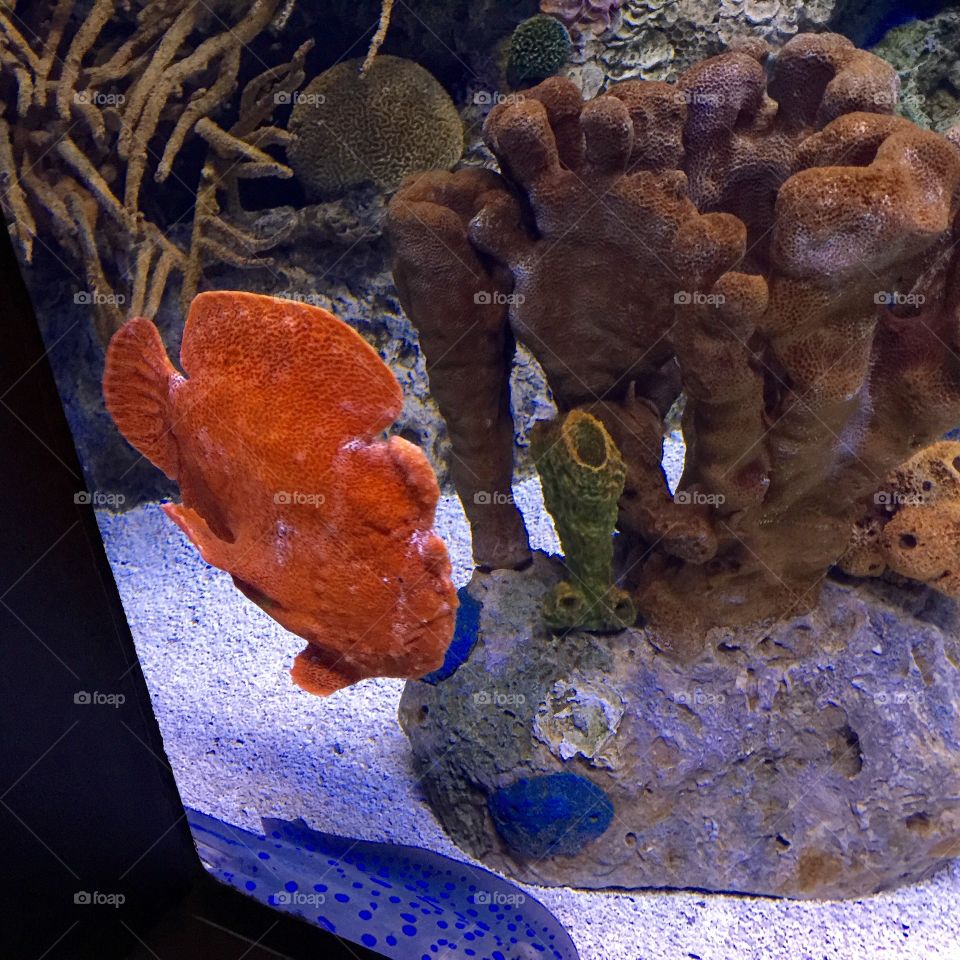 Exotic orange fish at the Lisbon Aquarium 