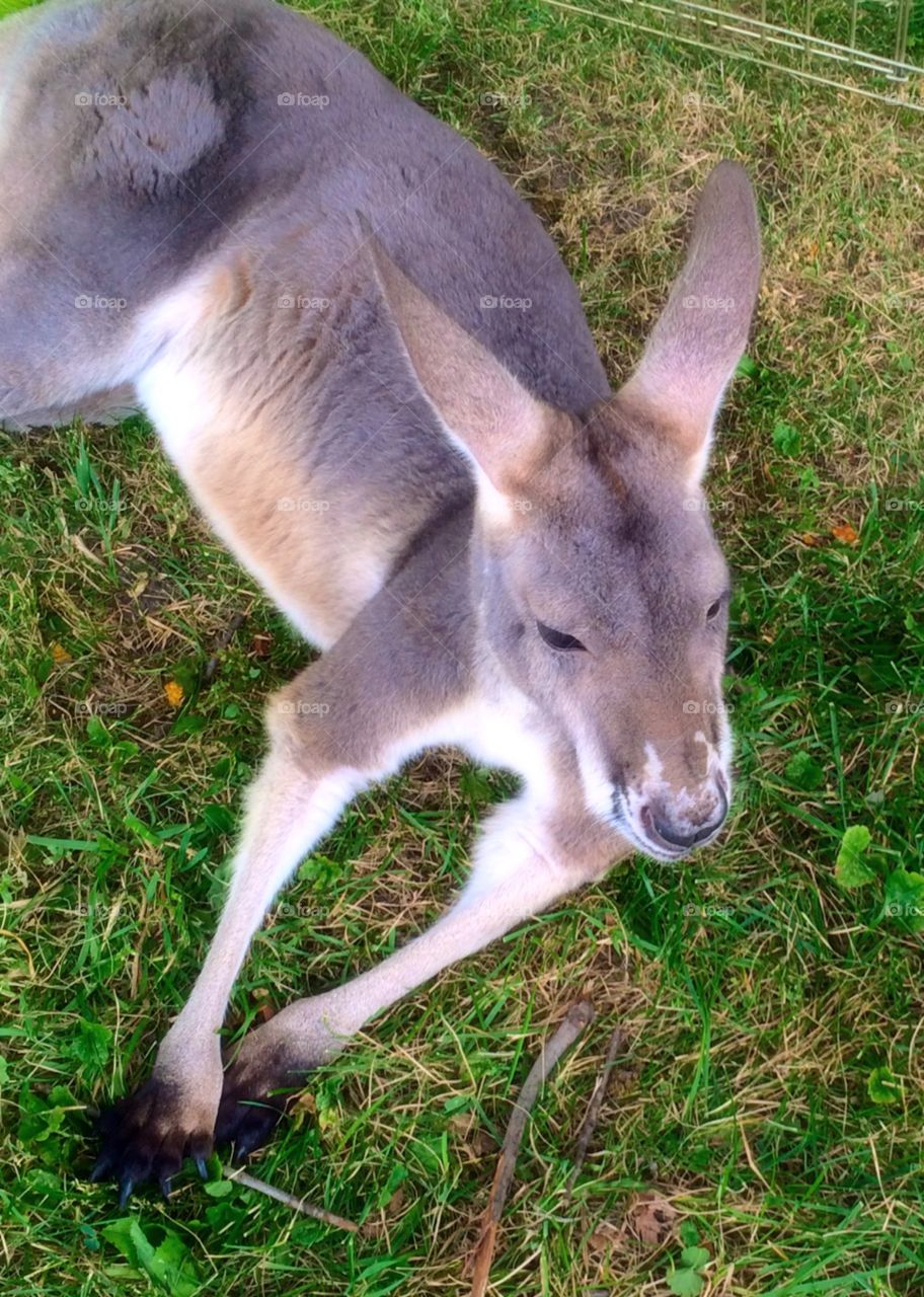 Kangaroo Joey 