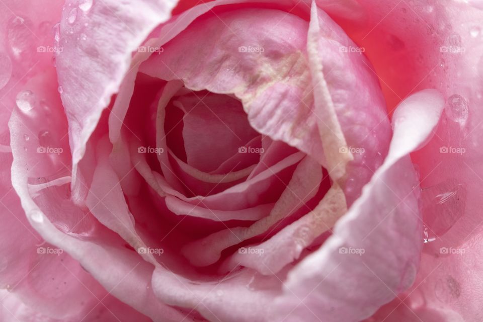 Pink rose background