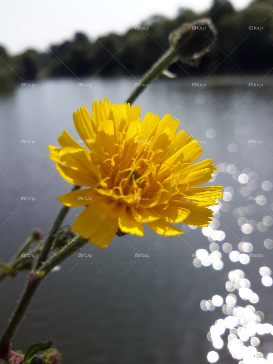 Yellow flower. Sun. Riwer.