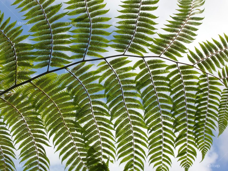 Fern Against Sky