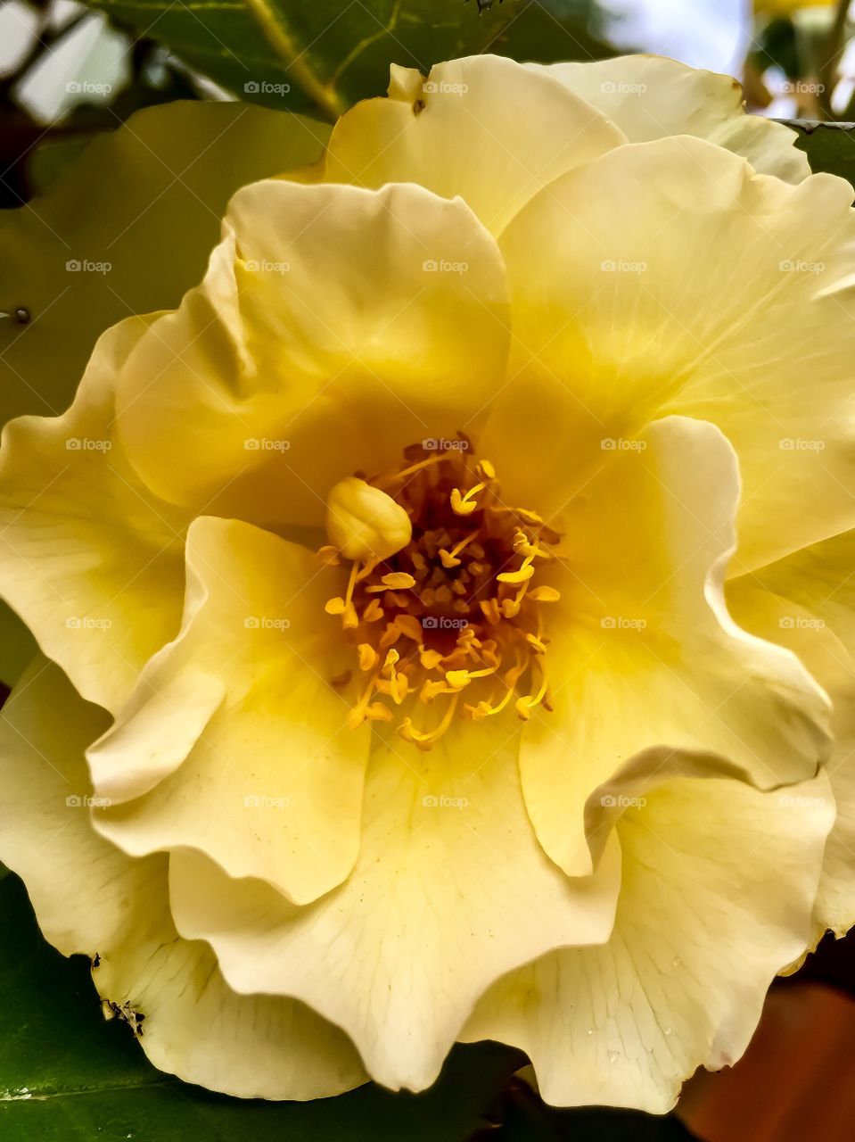 Yellow Rose of Texas 