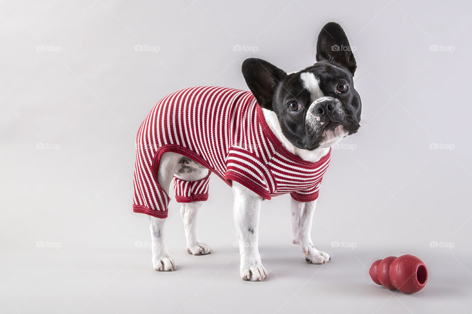 Adorable French Bulldog in Christmas Jammies