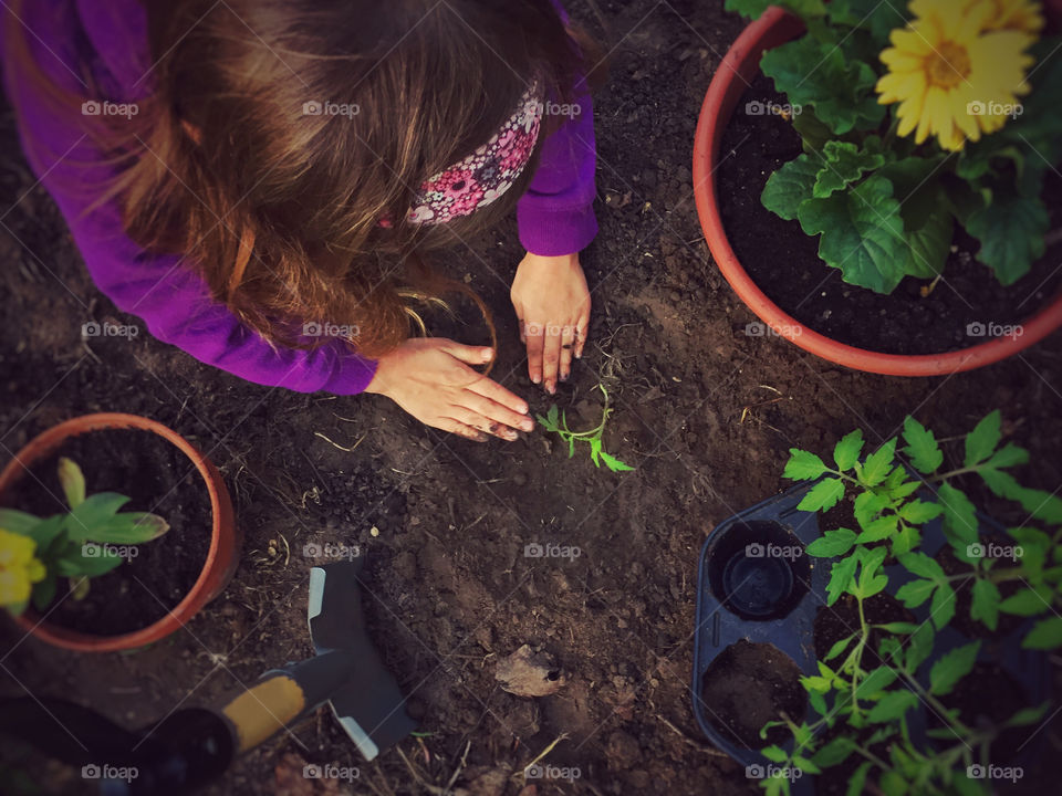 Tucking in the Tomatoes