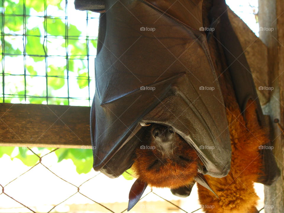 Indonesian fruit bat