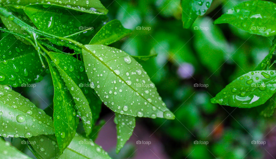fresh leaves of orange trees with morning dew
