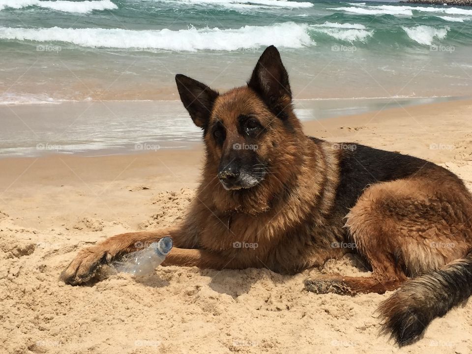 Smart look dog. German Shepherd looking smart on the beach