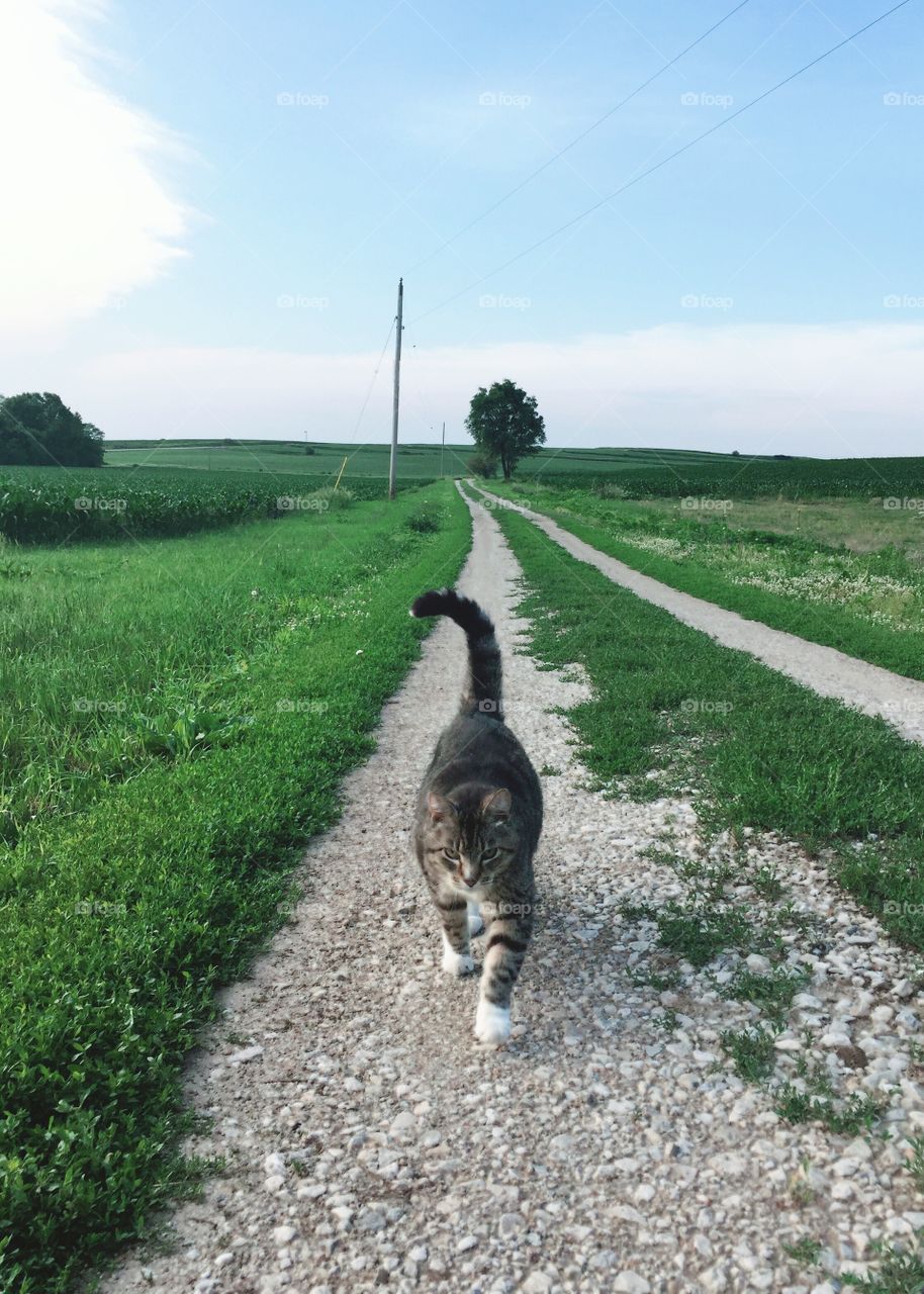 A grey tabby walking down a gravel country lane, lush cornfields and trees in the distance 