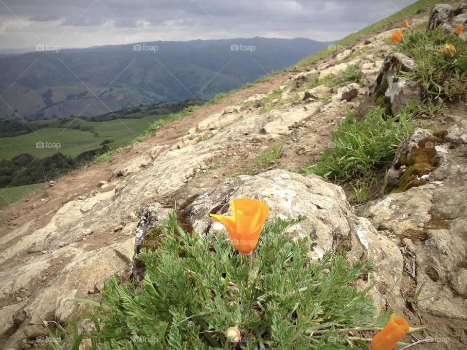 California poppy