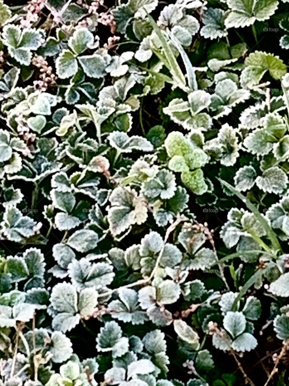 Frost