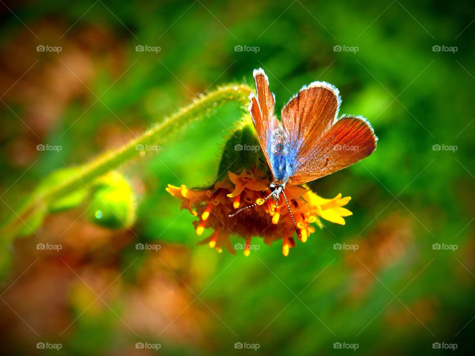 flowers butterfly mountains by ezdrossi