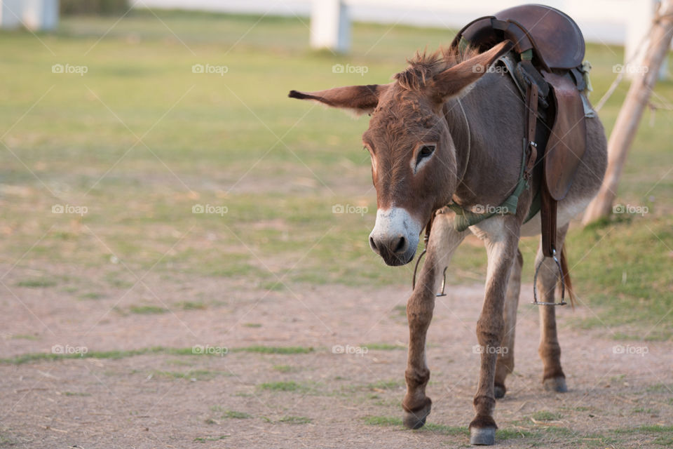 Mammal, Grass, Animal, Field, Farm