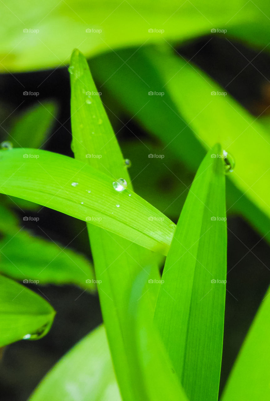 Macro shots!