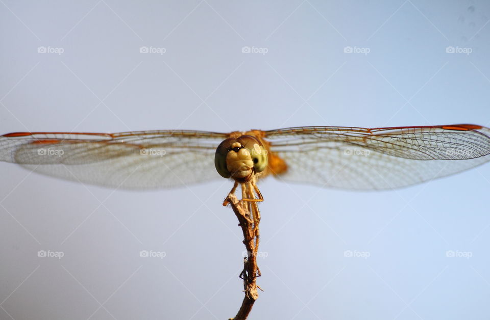 Ditch jewel faced. Female colouring body and face to perch at the top of little bush. Yellow's light with the sun, and those're large eyes of two looking on for calling compound eyes. Little spot of eye to the one ocellii with partly forehead.