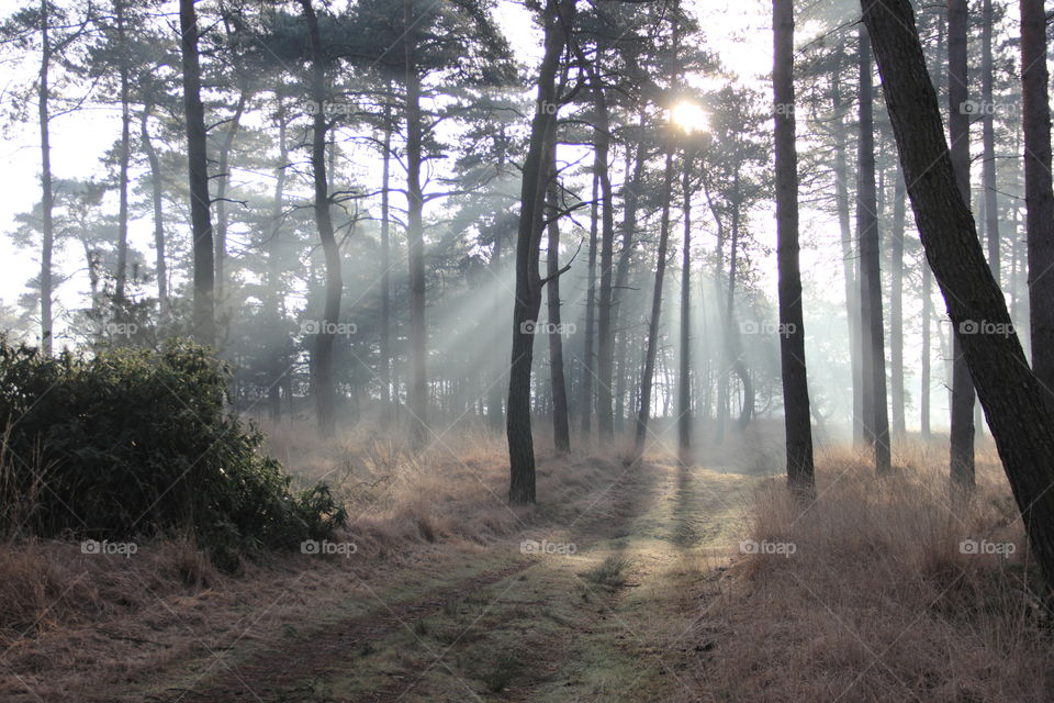 forest sunlight