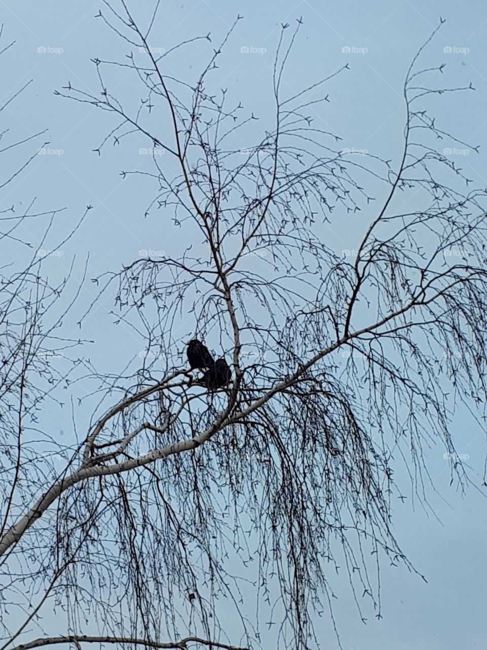 View from the window_the two crows sit on one branch