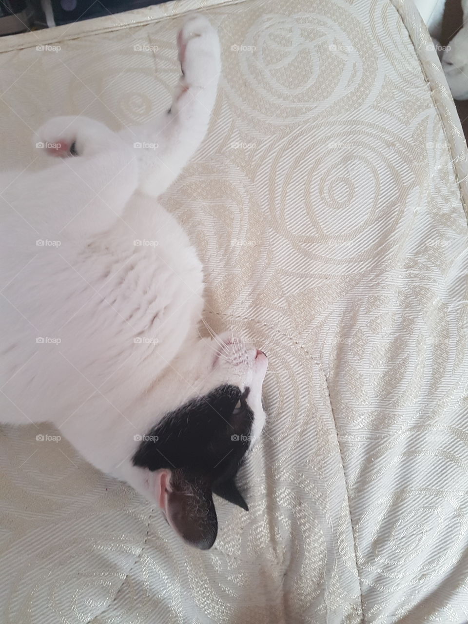 Charlie's cute pose!! Cuteness overload!!