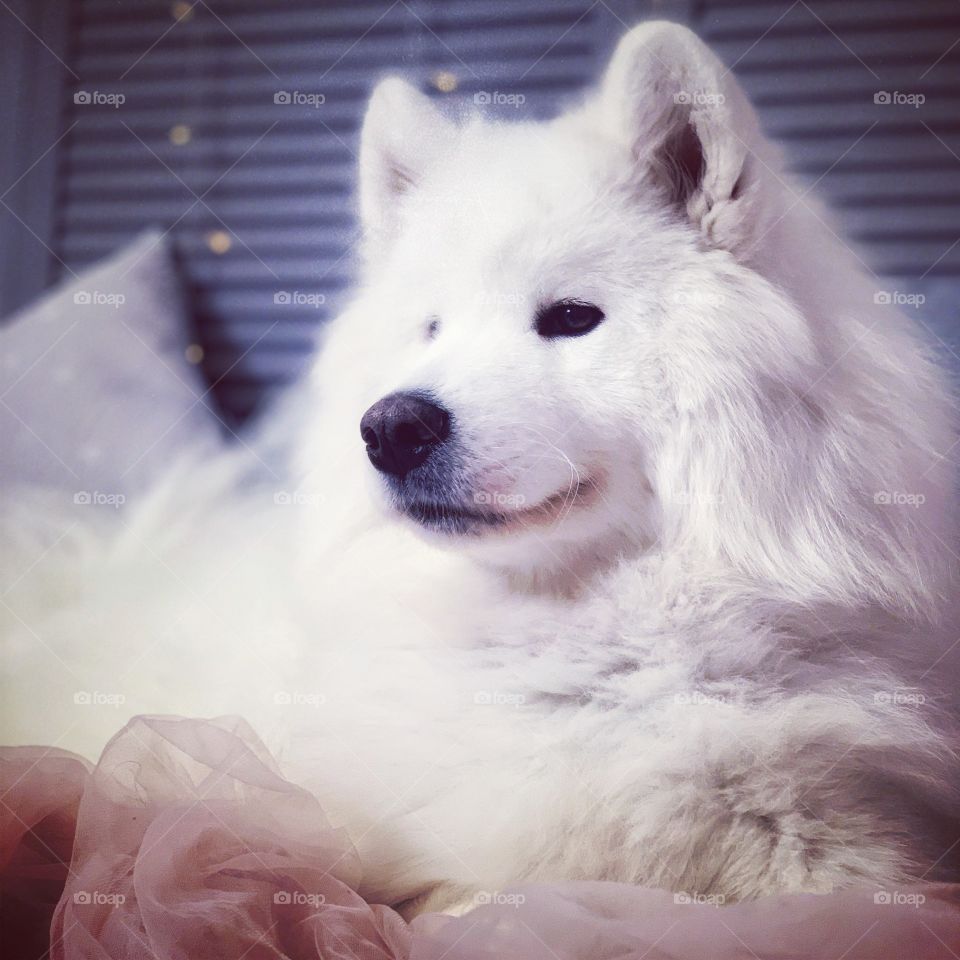 The most beautiful, the most fluffy, the most white, the most new year, the most mine. Always princess - Samoyed dog
