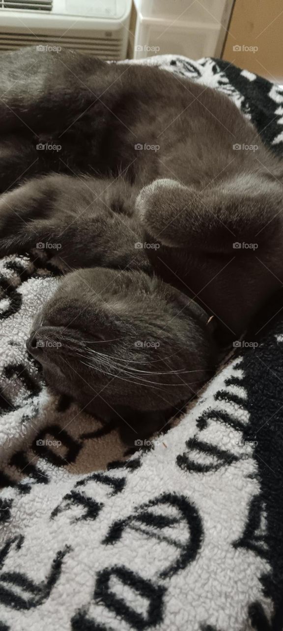 close up of sleeping cat