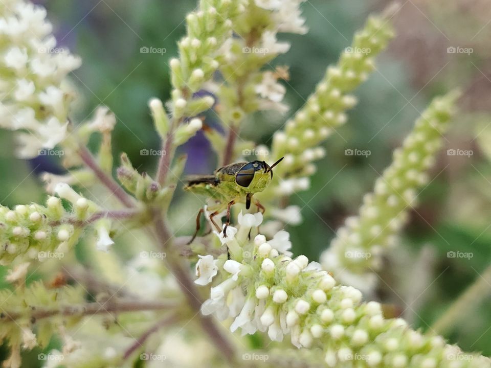 Green and black insect pollinating a sweet almond verbena