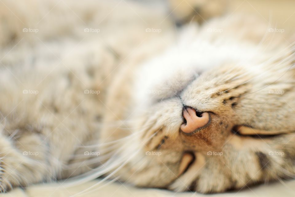 Sleeping cat