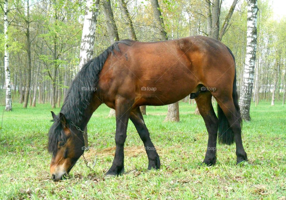 Horse, Mammal, Mare, Pasture, Farm