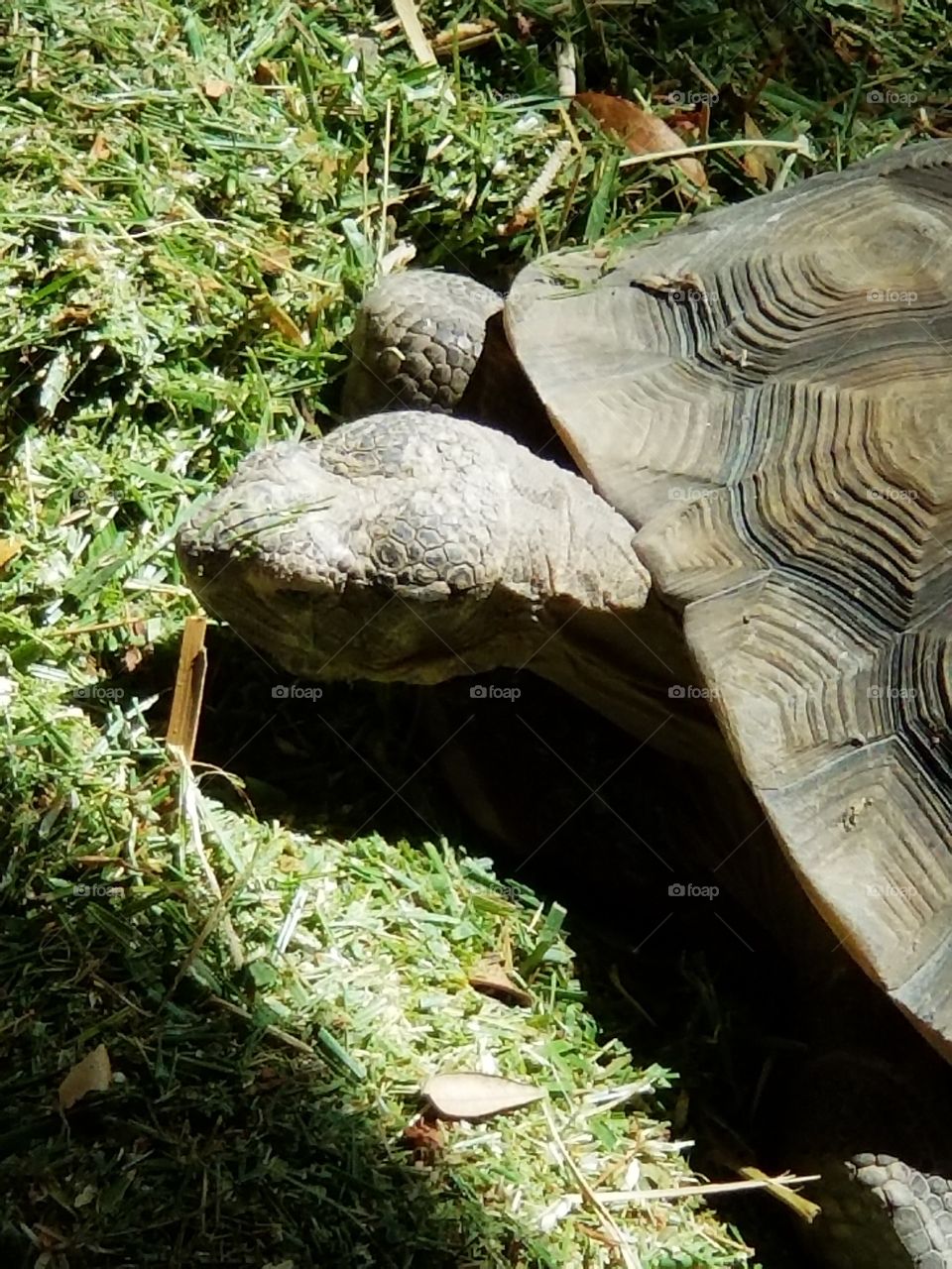 A Desert Tortoise Eating Grass, It's A Good Day To Be A Pet Tortoise
