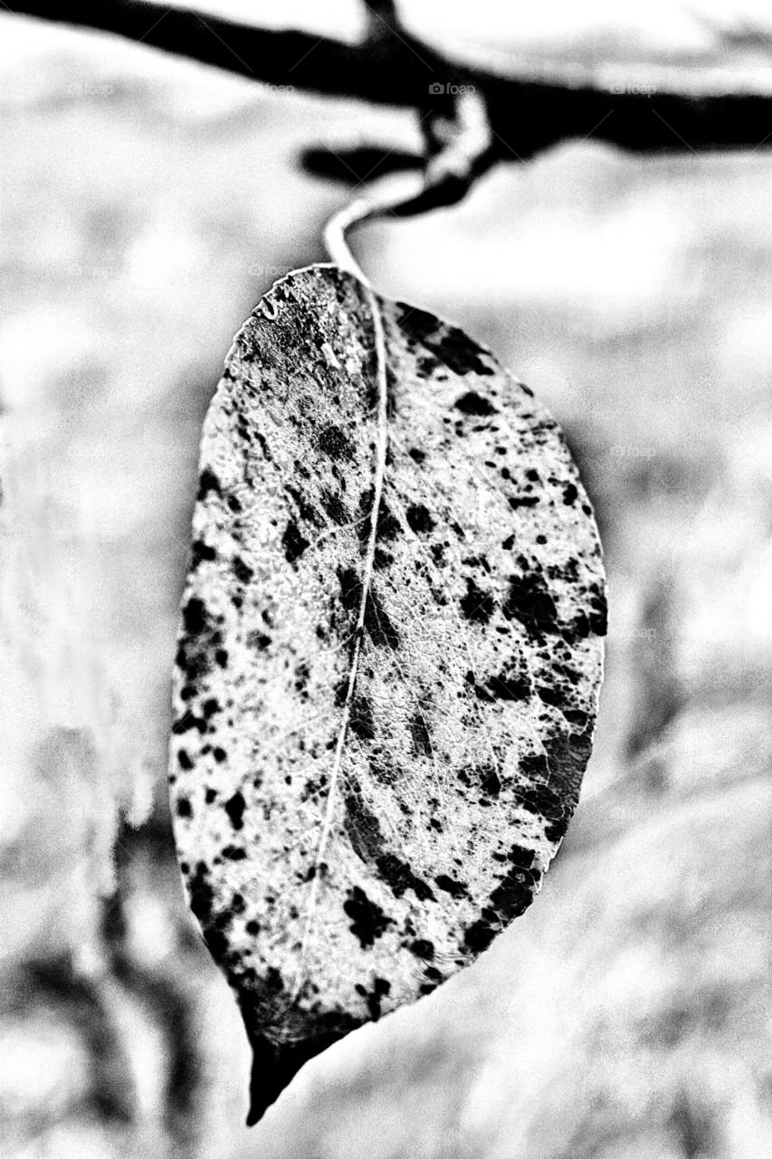 Autumn leaf : Pear tree