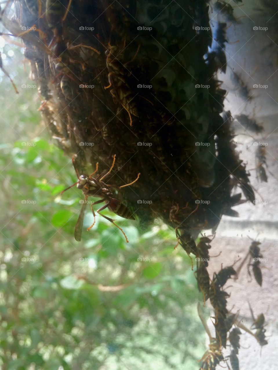 Wasps nest on window. Wasps nest on window