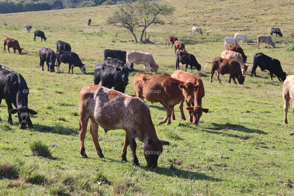 Vacas