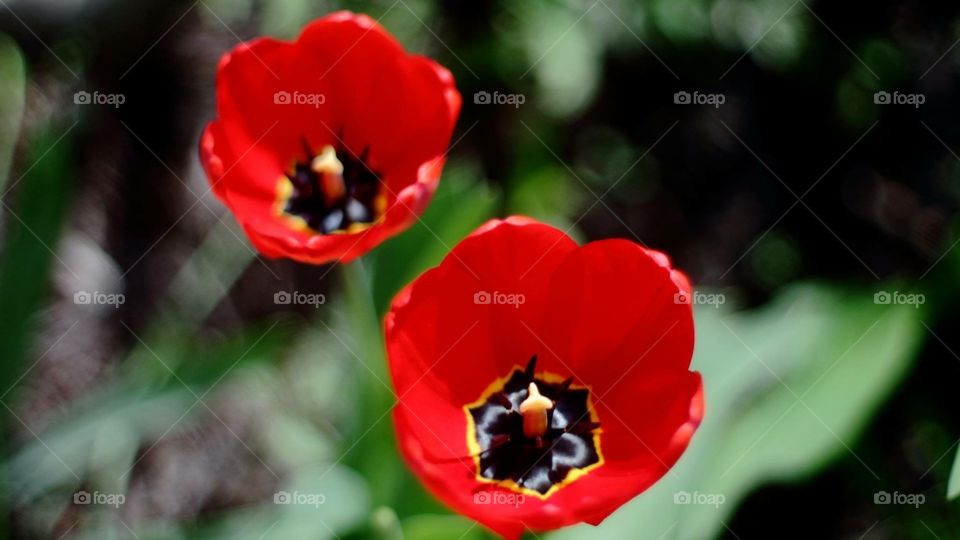 Red Tulips. Red Tulips in spring