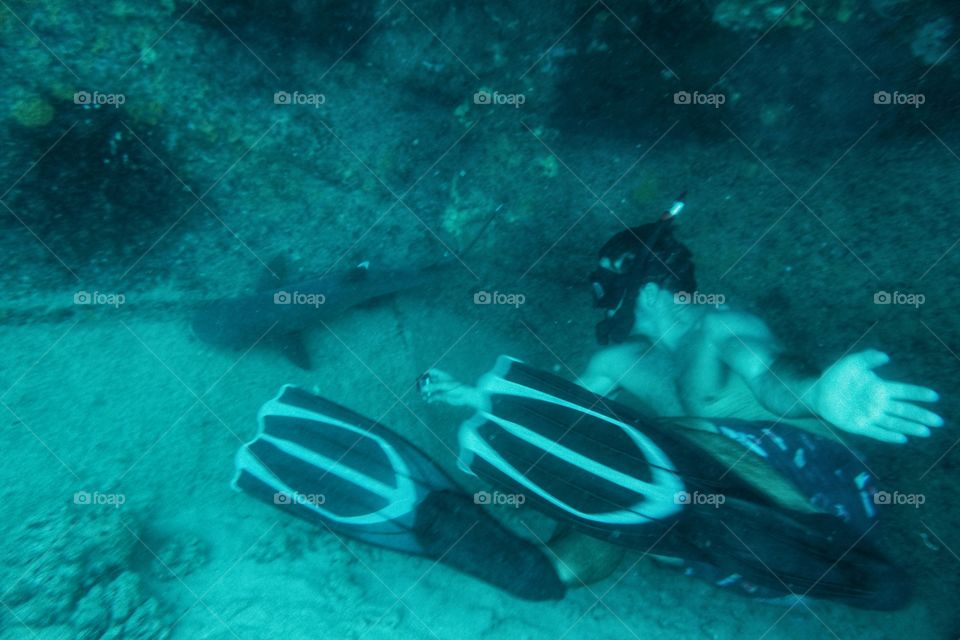 swimming with sharks