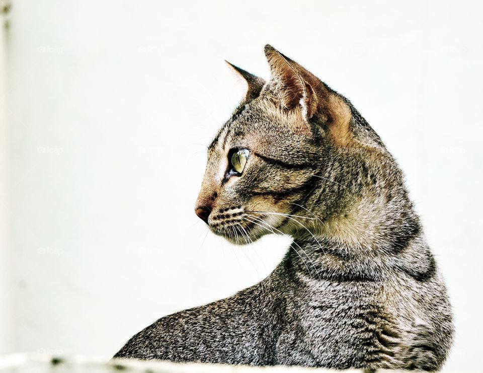 Egyptian mau cat  - domestic cat