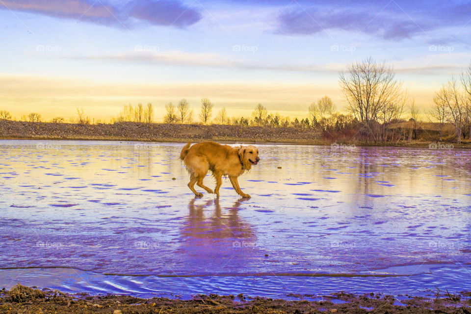 adventure pup