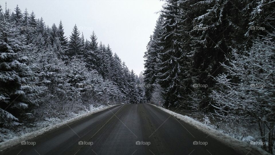 Winter forest in czech republic