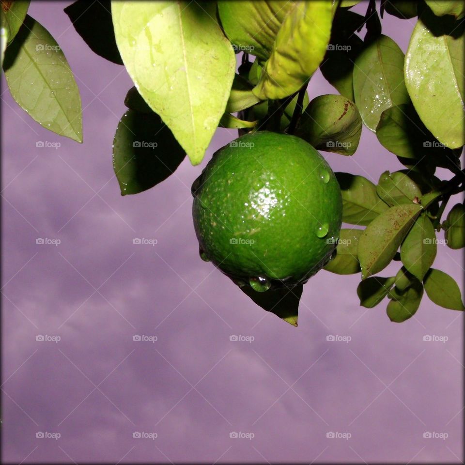 Purple Lime