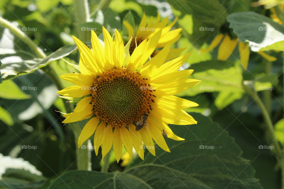Nature's sunflower