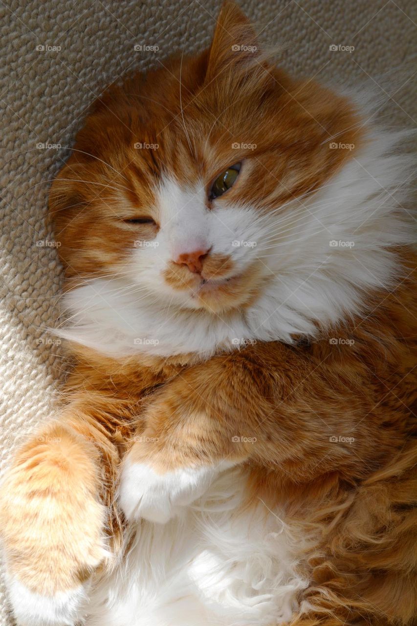 cat relaxing and sleeping home in sunlight close up beautiful funny portrait