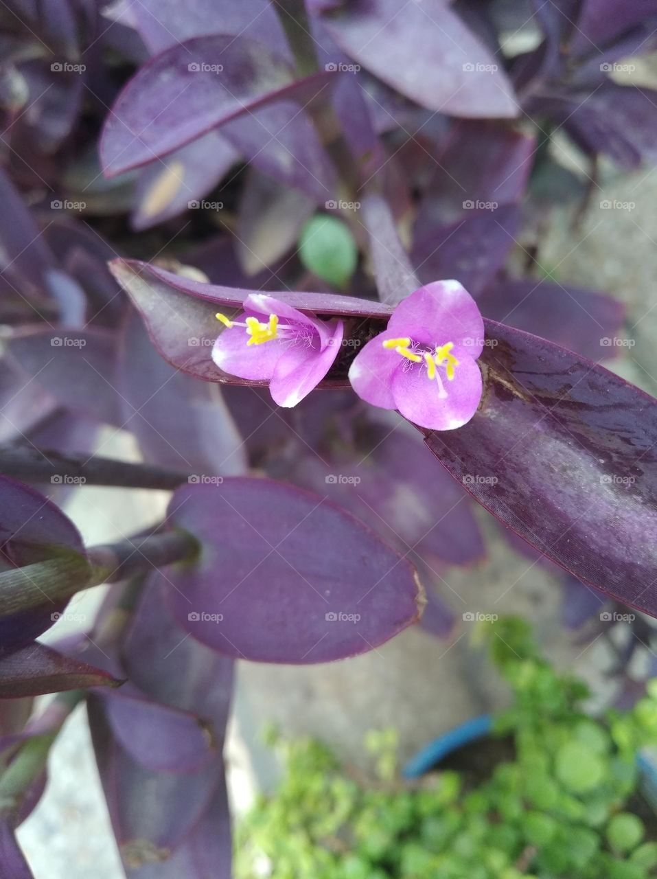 Lilly pink flower seasonal fresh shurb small size looks very beautiful generally found everywhere