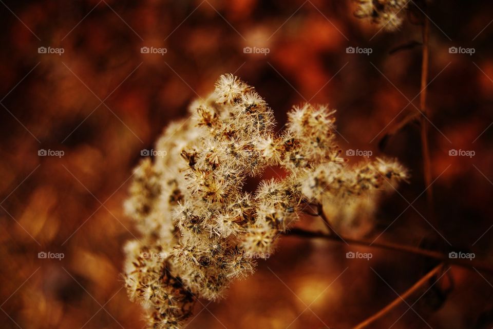 Close-up of white flower