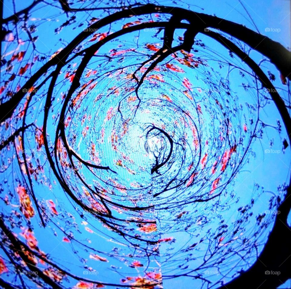 Clash of colors: variations of the last red leaves in late autumn. spiral of branches and red leaves.