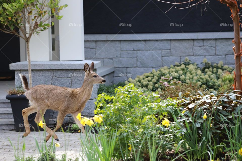 Deer hopping in front of the house 