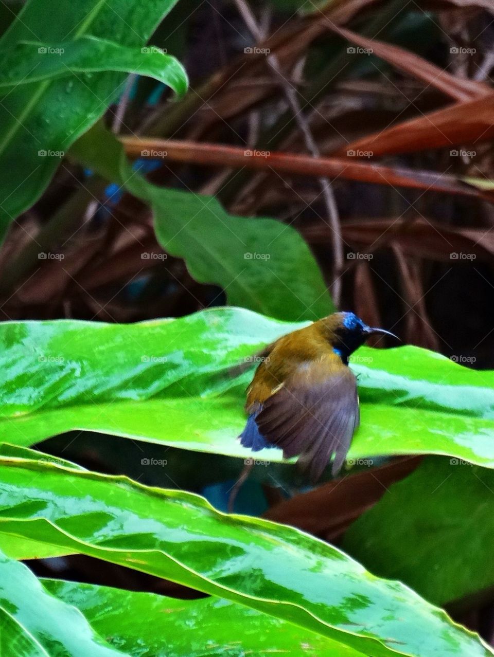 Wet bird on a leaf